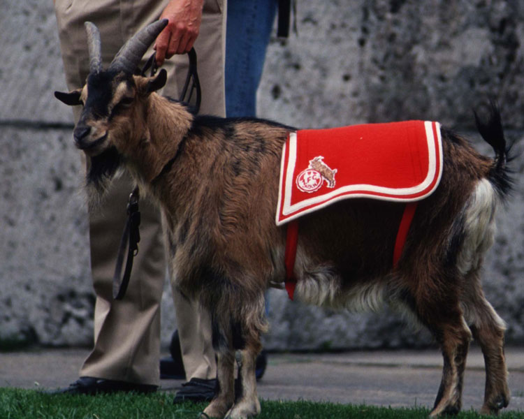 Cómo Se Llama La Mascota Del Atlético De Madrid
