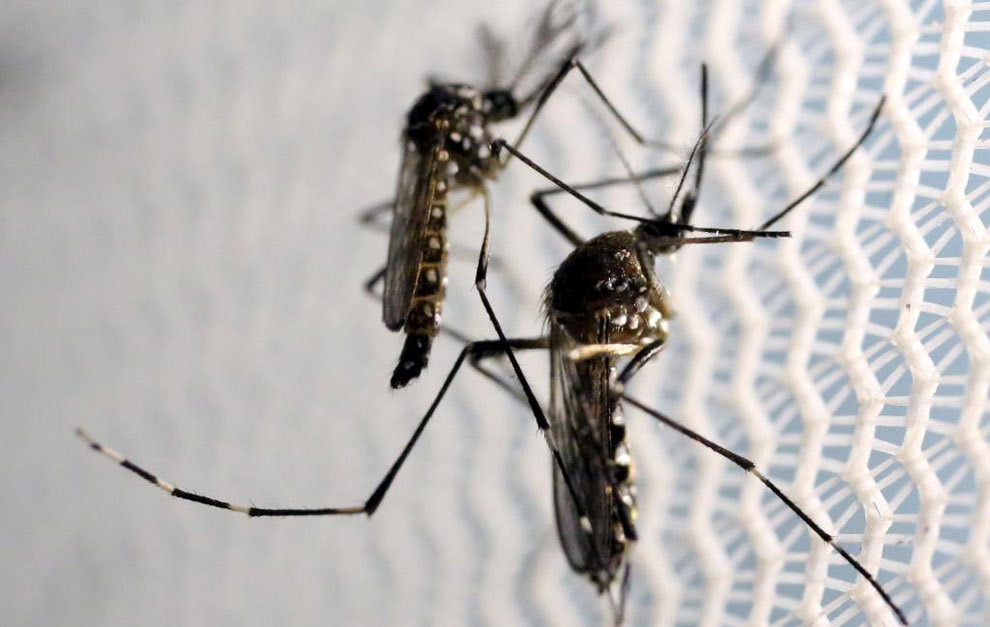 El Aedes aegypti, mosquito transmisor del Zika