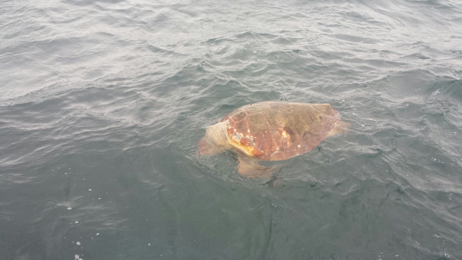 Una de las tortugas muertas que vieron en la baha de Guanabara hace...