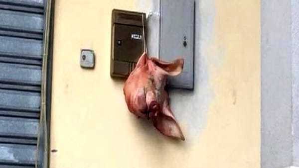 Cabeza de un cerdo en la sede de la Juventus Club Doc Andrea Agnelli