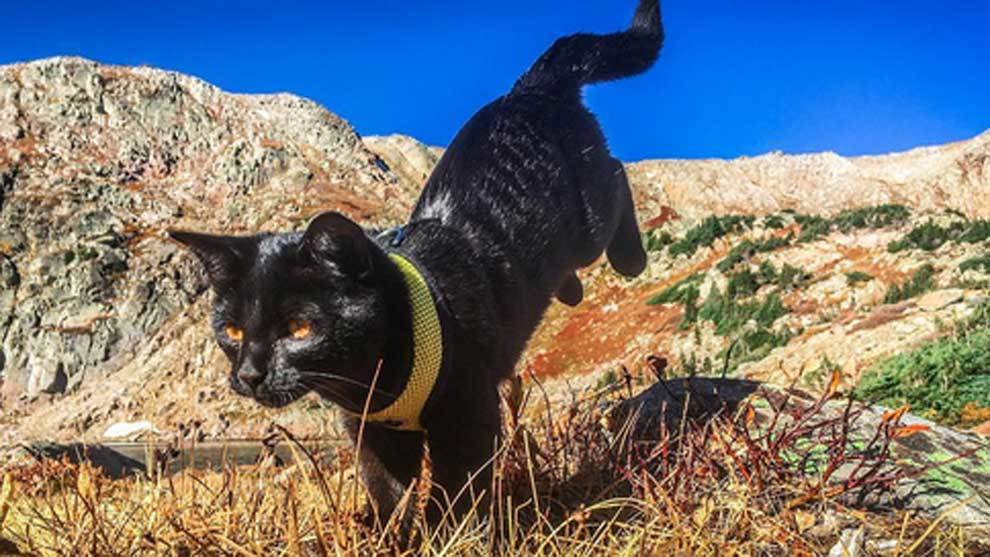 Simon es un gato de 17 meses que ha vivido aventuras y escalado...