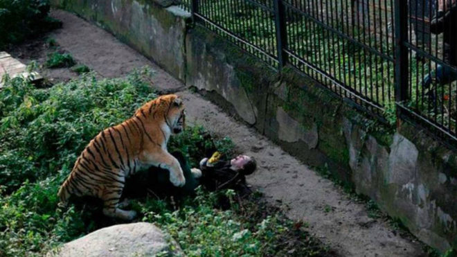 Un tigre ataca a una mujer en un zoo de Rusia