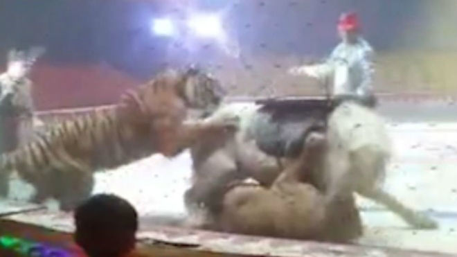 Cosquillas en lugar Libro Guinness de récord mundial El escalofriante vídeo en el que un tigre y un león atacan a un caballo en  un circo | Marca.com
