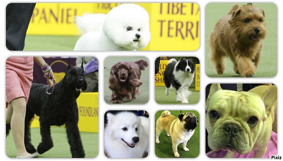 Los ganadores del famoso concurso canino Westminster Kennel Club 2018