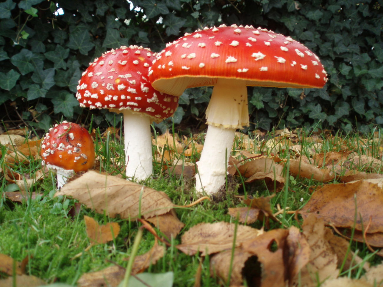 Amatoxin This toxic substance is derived from the Amanita mushrooms....