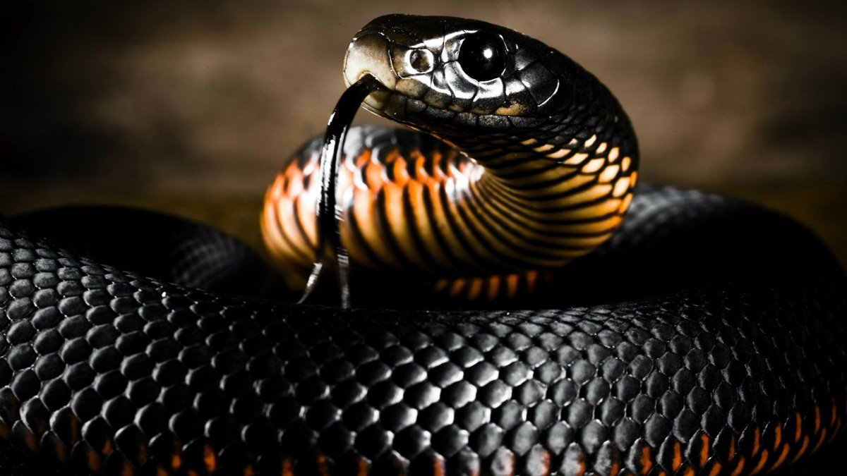 Black Mamba. Although its venom is not the most toxic of snakes, its...