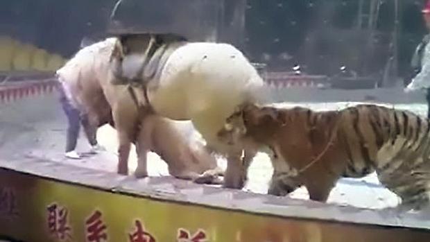 A tiger and a lion savagely attack a horse in the... | MARCA English