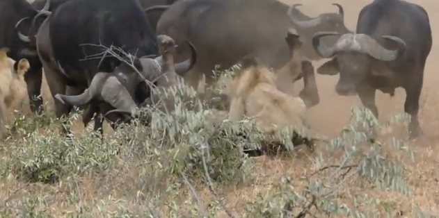 Two lions wildly attack a buffalo... until their... | MARCA English
