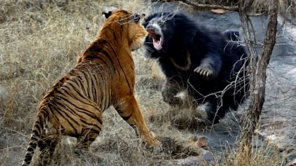 Tiger vs beard