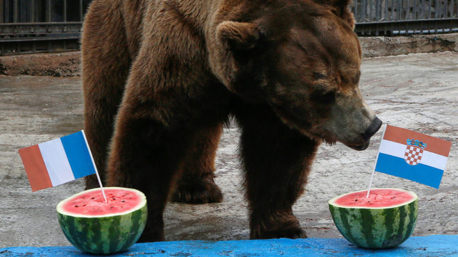 Buyan, un oso pardo macho de Siberia se inclina por Croacia para campeón del mundo