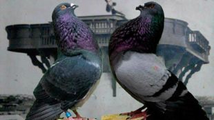 Una pareja de palomas.