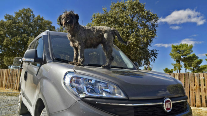 Fiat Dog Friendly: A mi perro le gusta mi Dobló Trekking