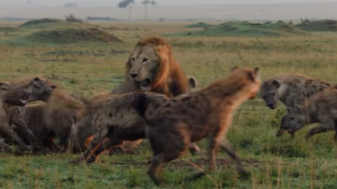 Un len y una manada de hienas se enfrentan