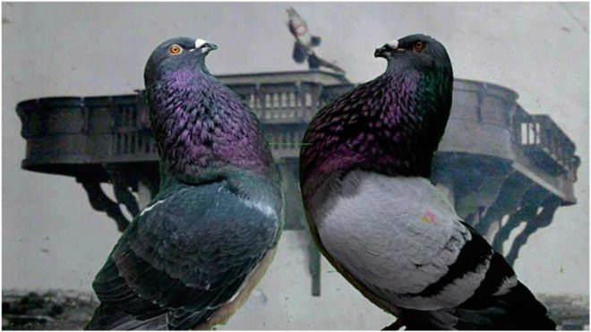 Dos palomas deportivas