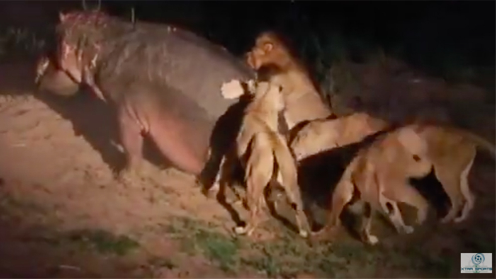 El tenso vídeo en el que un hipopótamo es atacado por cinco leones a la vez  