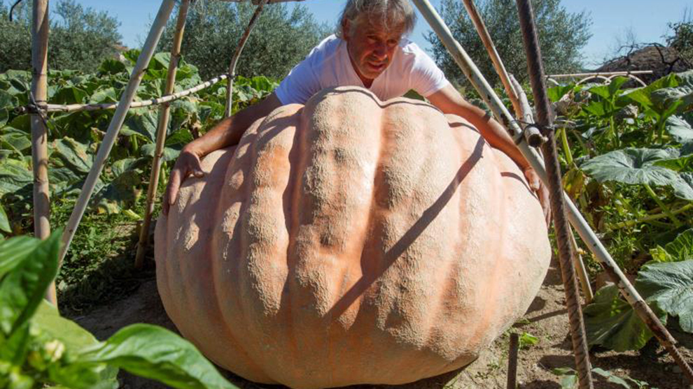 Manuel Ramos, el agricultor, ha conseguido cosechar una calabaza de...