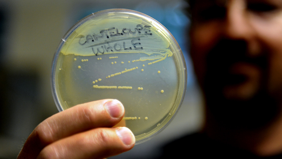 Bacteria Listeria monocytogenes