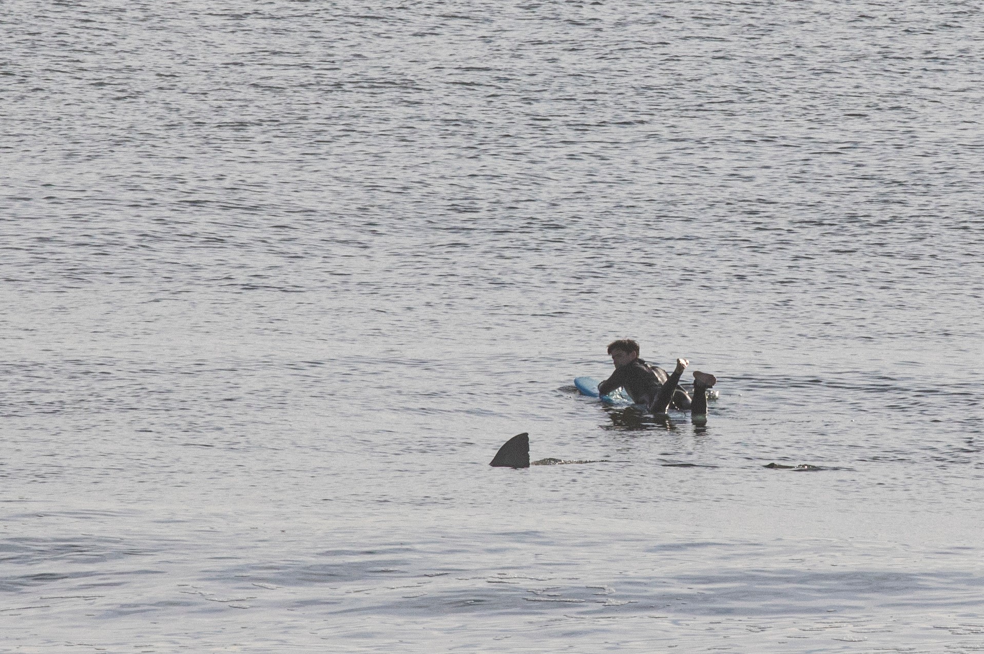 Un tiburn blanco acechando a un surfista en Cabo Code, el pueblo que...