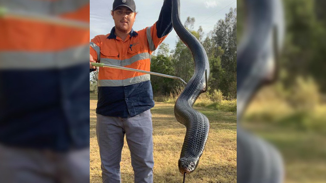 Encuentra una enorme serpiente de casi dos metros en Australia.
