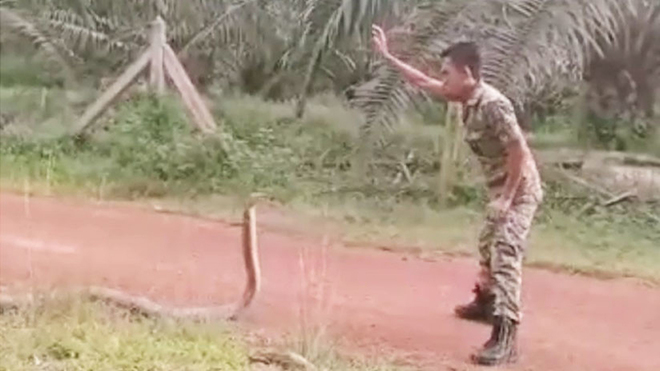 Un soldado se enfrenta a la serpiente venenosa ms grande del mundo.