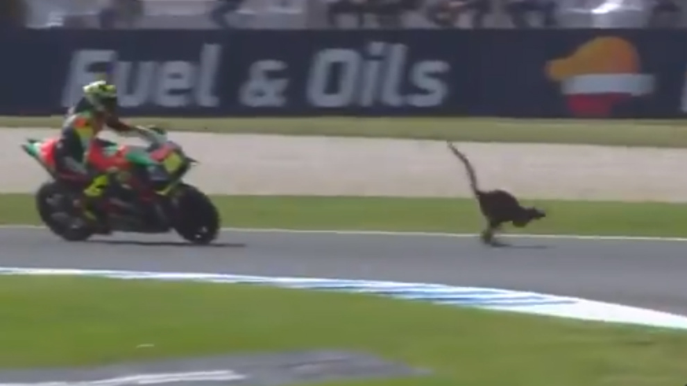 Peligro: canguros en MotoGP
