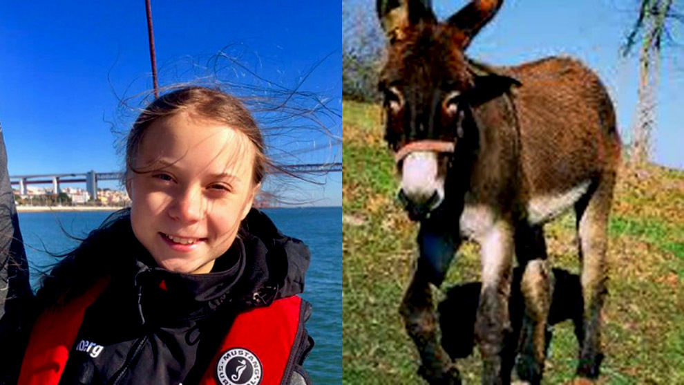 La asociacin ha ofrecido un burro a Greta Thunberg para que viaje a...