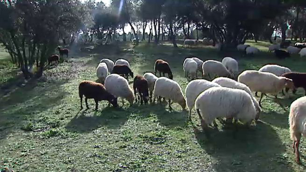 El Rebaño por el Clima formado por 300 ovejas se quedarán en la Casa...