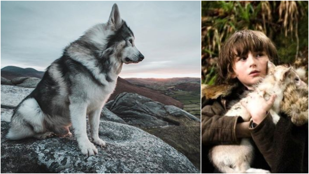 Muere Odin, el perro que interpretó al 'lobo huargo' de Bran Stark en Juego  de Tronos 
