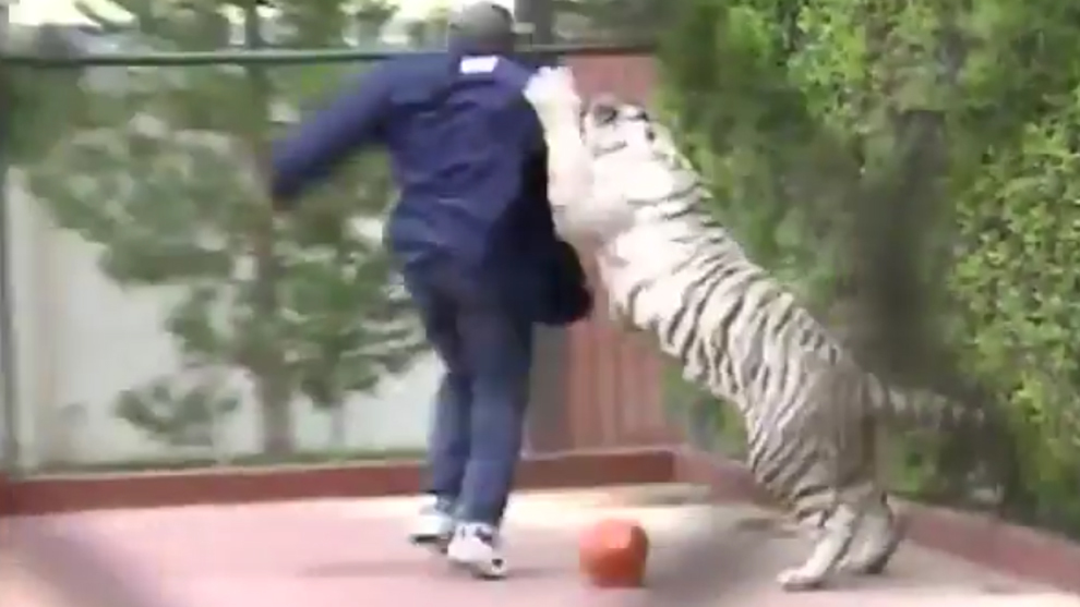 El exboxeador Mike Tyson jugando con su tigre de bengala Kenia