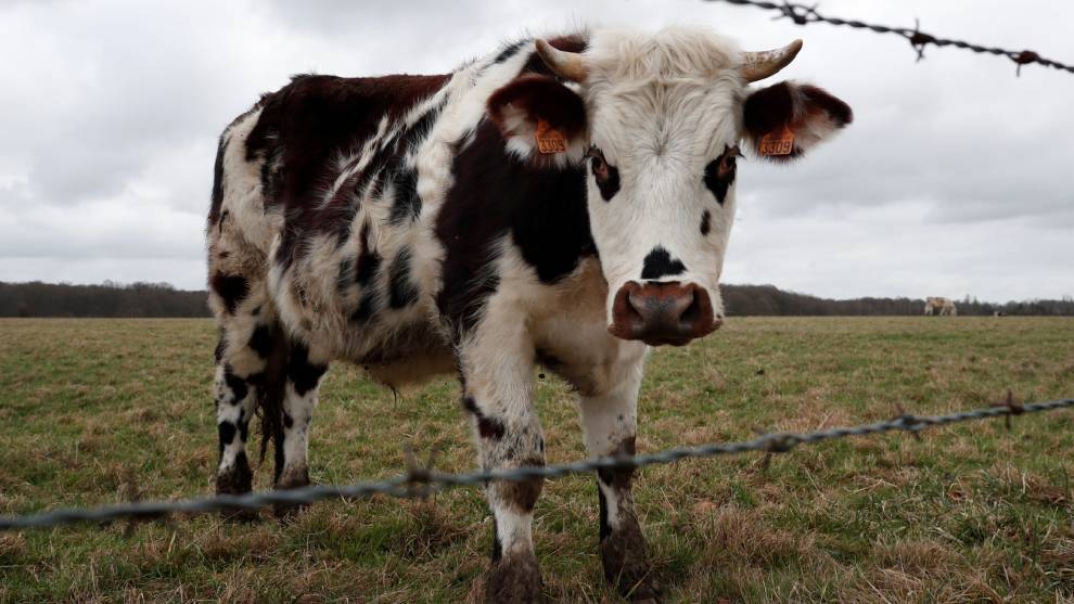 Vacas y cerdos, los que más contagios registran