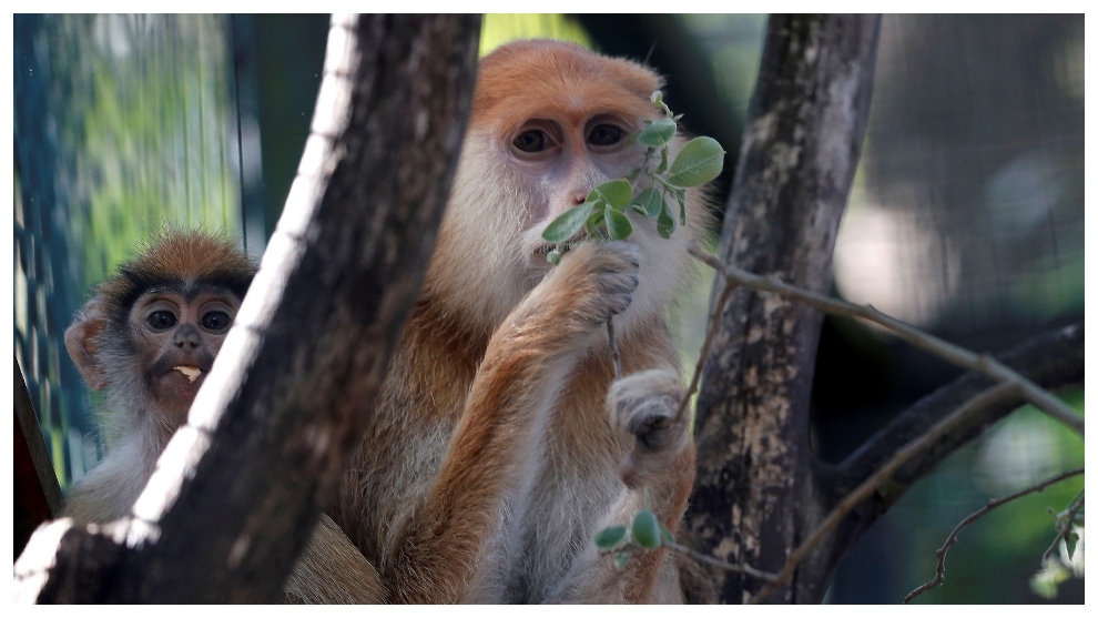 Los monos tienen una capacidad importante para transmitir...