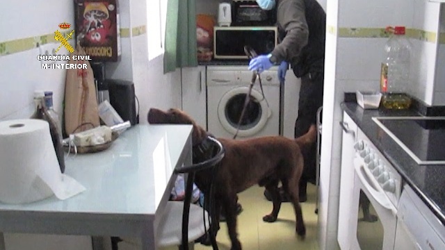 Un perro polica busca sustancias estupefacientes en una de las viviendas resgistradas.