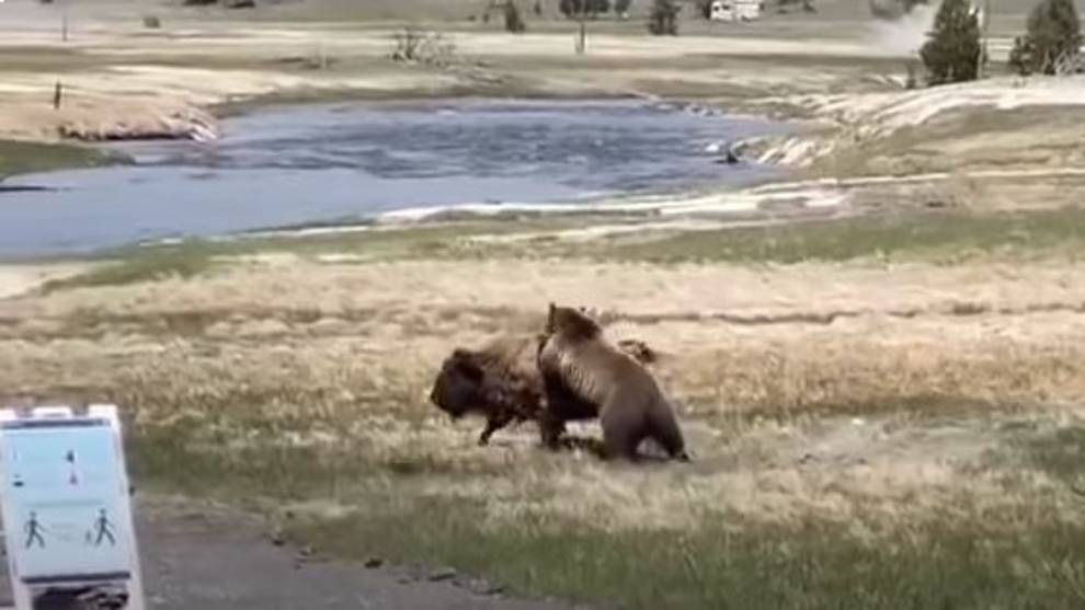 Pelea entre un oso grizzly y un bisonte
