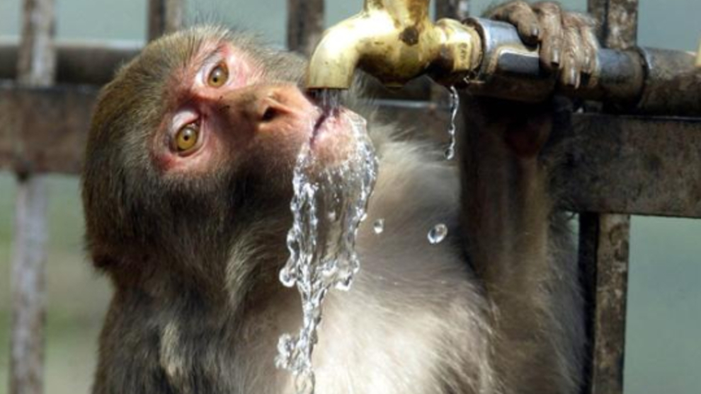 Drunk monkey kills one person and injures 250 more