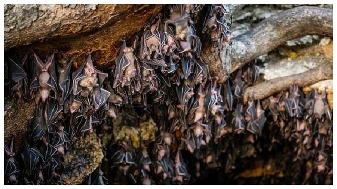 Imagen de la cueva de Mojiang, nido de murcilagos.