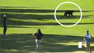 Un imponente oso deja helados a tres golfistas durante un torneo del PGA Tour