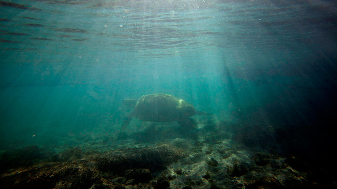 Una tortuga marina nada en el Océano Pacífico.