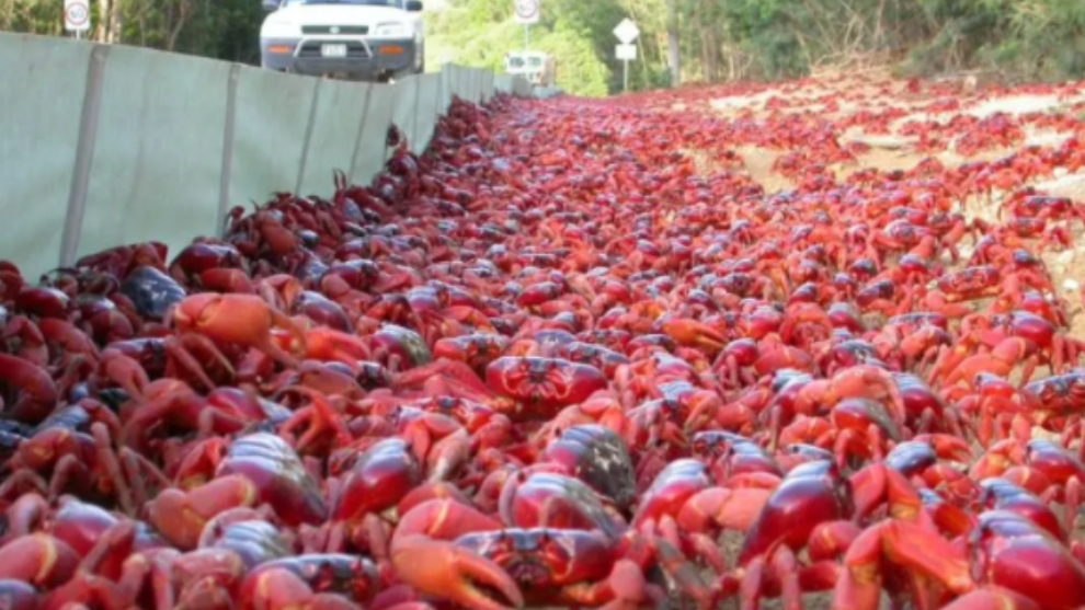 Una plaga de cangrejos mutantes invaden un cementerio de Bélgica | Marca.com