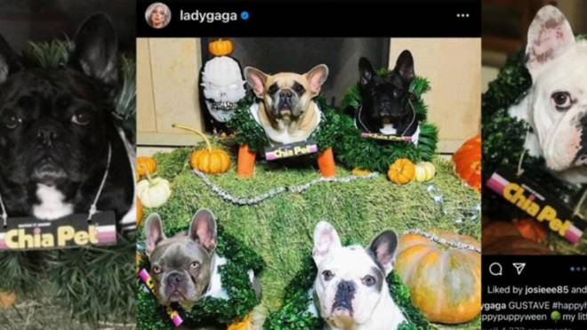 Lady Gaga ofrece 400.000 euros de recompensa por sus perros secuestrados