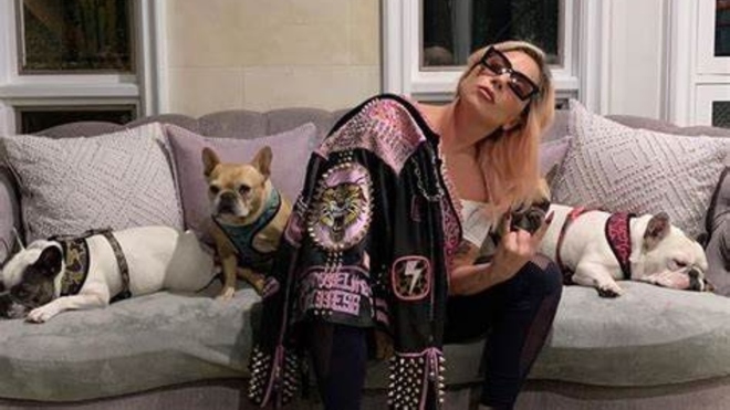 Music: Lady Gaga’s two abducted dogs returned to her in good health