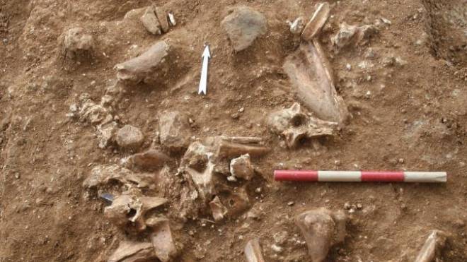 Imagen de los huesos y restos descubiertos durante la excavación en Nesher Ramla (Israel) /