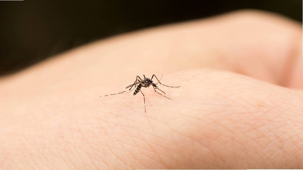 Pasa un verano con los mosquitos a raya y despídete de marcas y picores