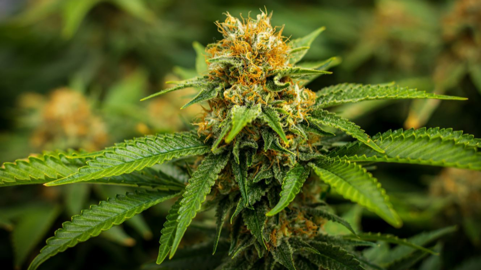Detalle de la flor de la planta Cannabis sativa.