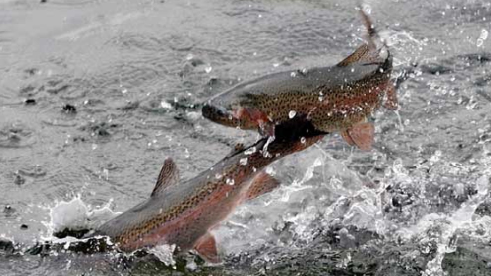 Dos salmones, la especie de la discordia entre ecologistas y pescadores.