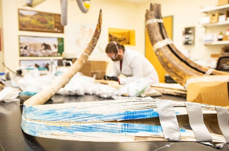 Imagen de un colmillo de mamut en la Instalacin de Istopos Estables de Alaska, en la Universidad de Alaska Fairbanks /