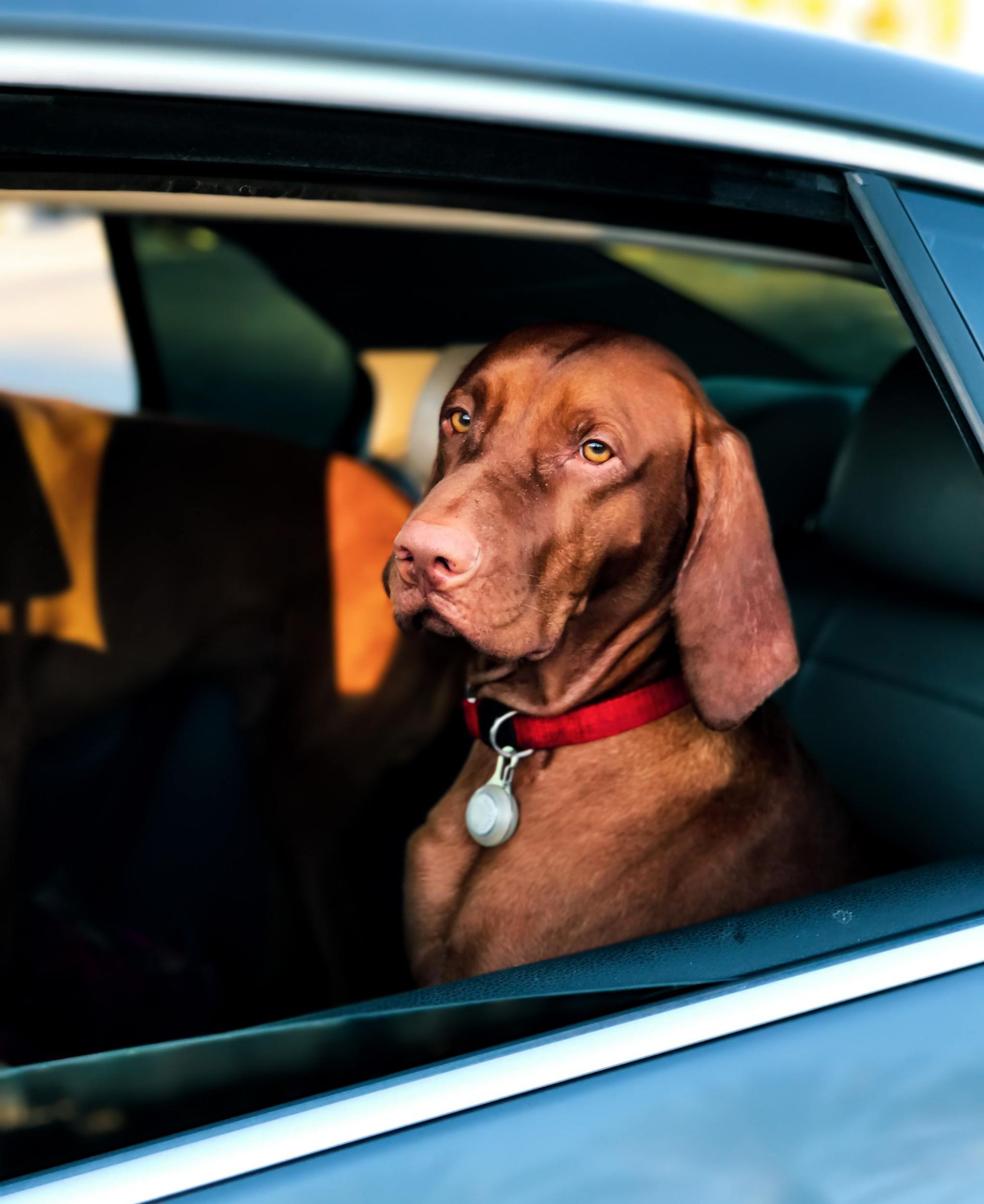 Uber Pet - mascotas - perros - servicio - transporte bajo demanda