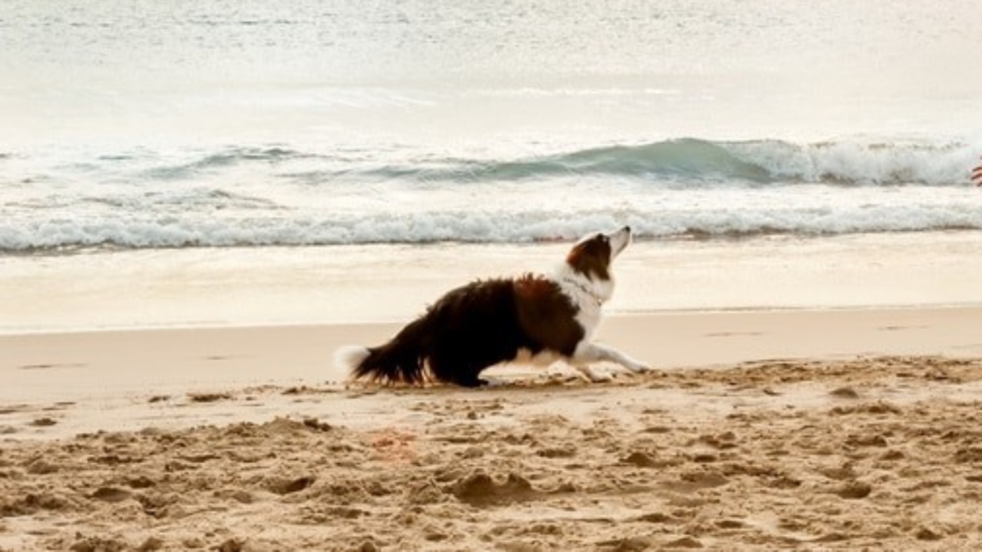 Perros de la costa norte de Reino Unido sufre vmitos y diarreas por un extrao virus.