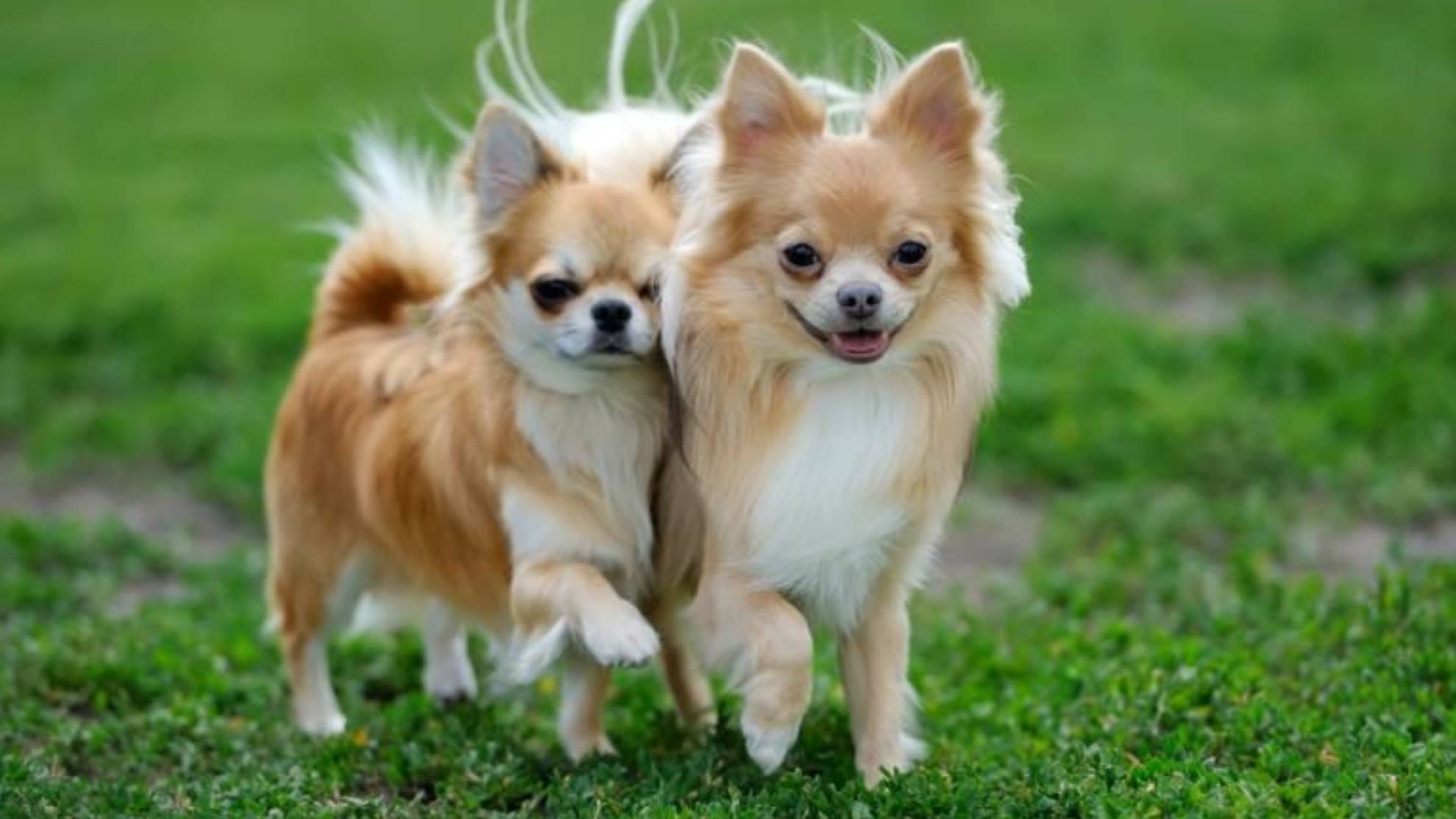 El Chihuahua es el perro ms pequeo del mundo.