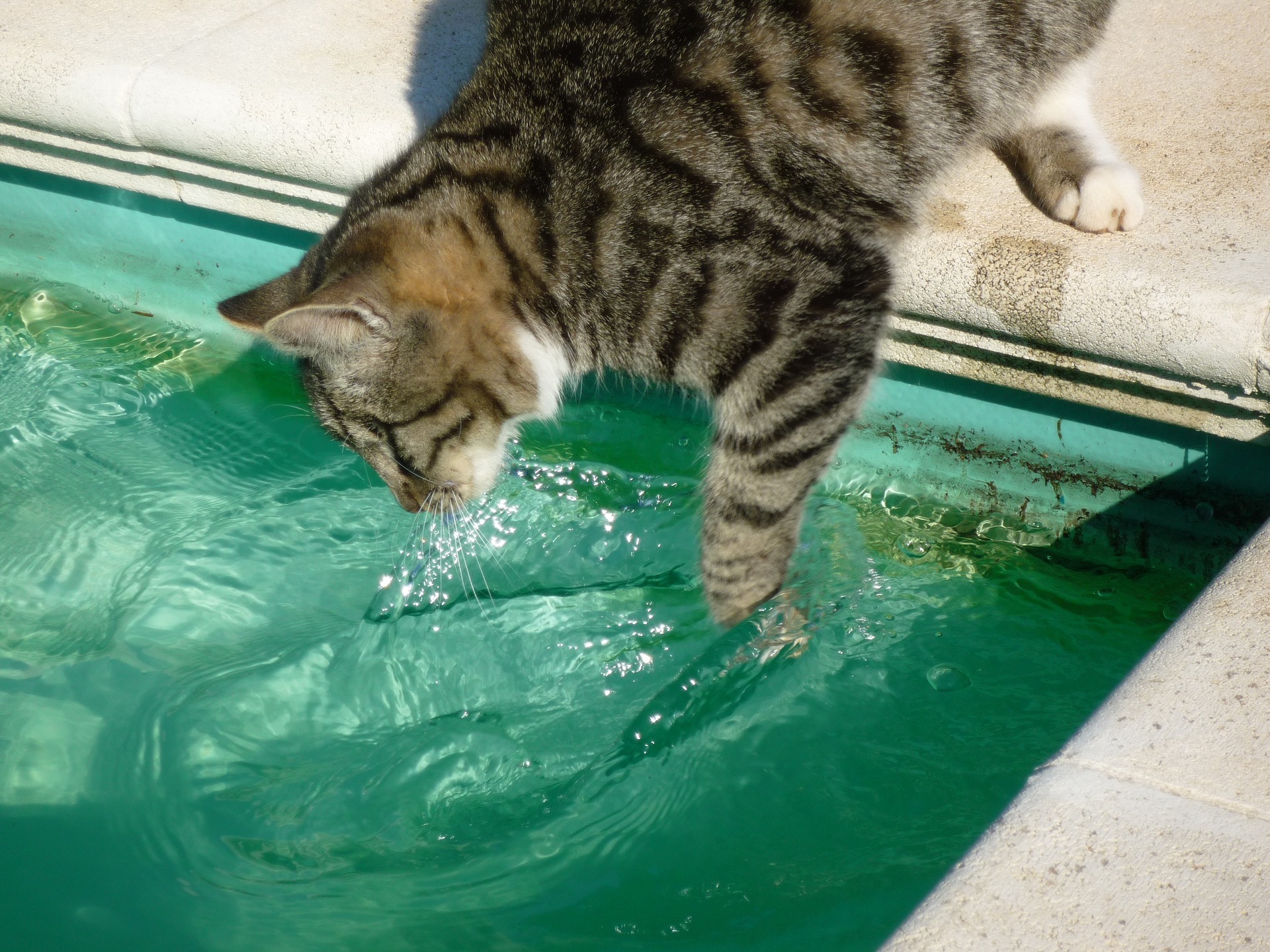 Por qu a los gatos no les gusta el agua?  Esta es la verdadera razn