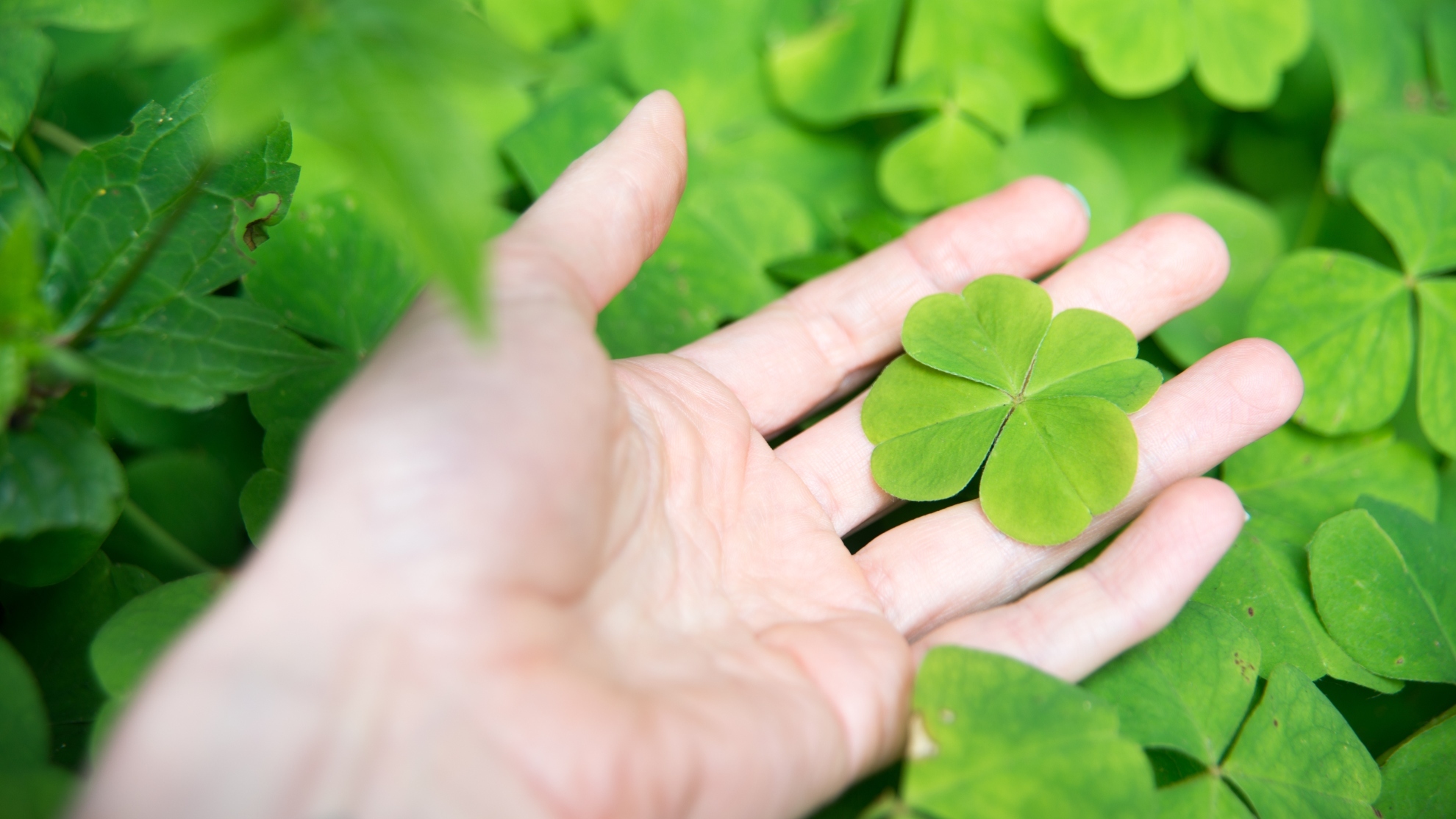 Why are Four-Leaf Clovers Lucky? 
